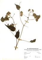 藏品(田代氏澤蘭)的圖片